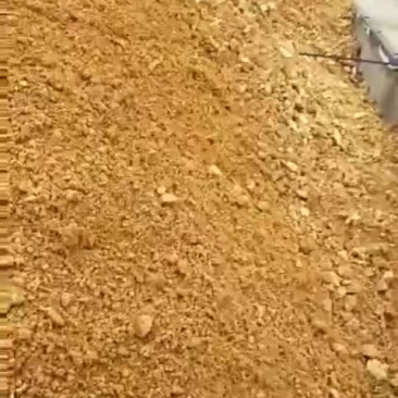 新鲜的金针菇下脚料菌渣