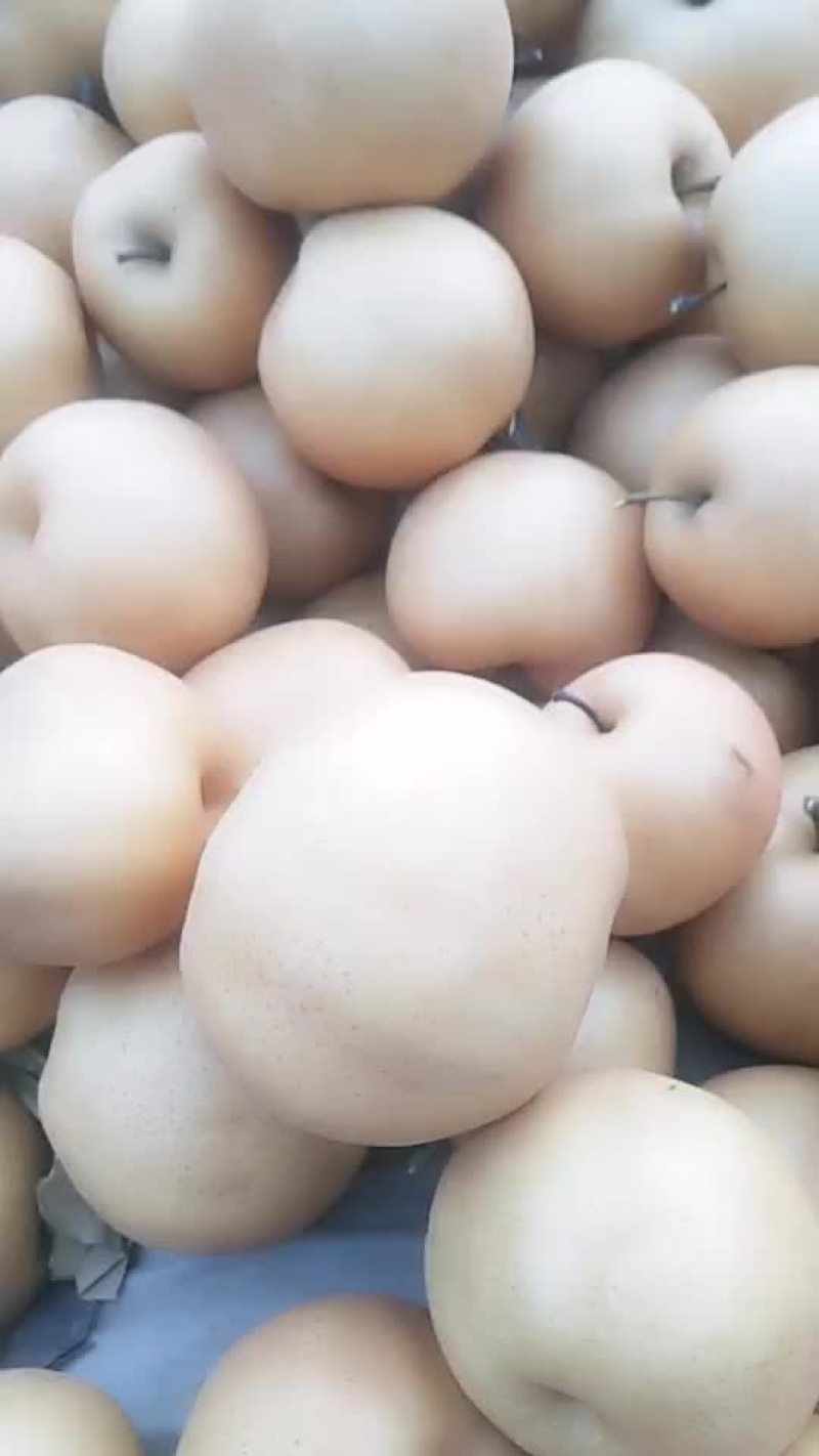 黄金冬梨