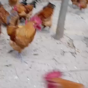 土鸡