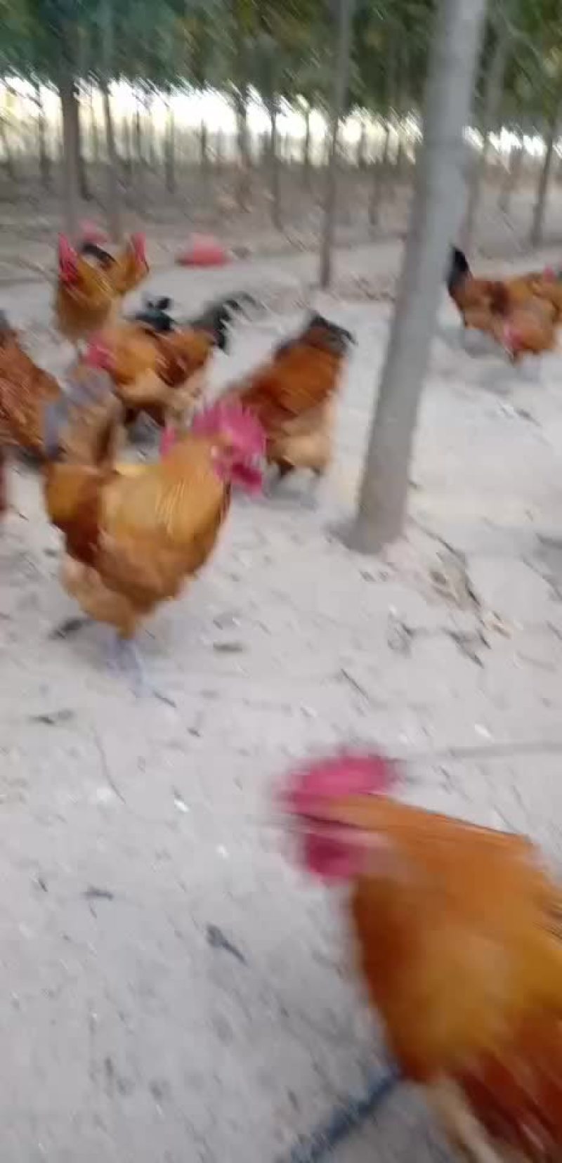 土鸡