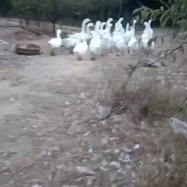 鹅