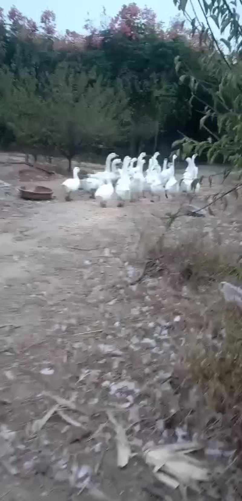 鹅