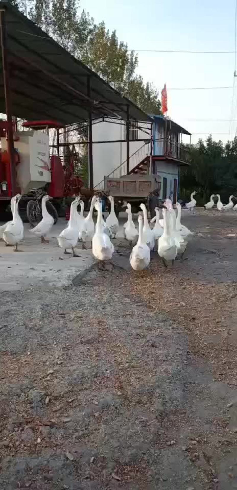 鹅
