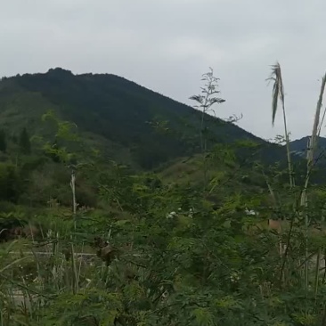 荒地出租