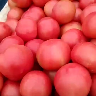 西红柿。