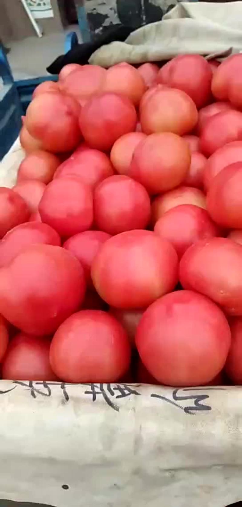 西红柿。