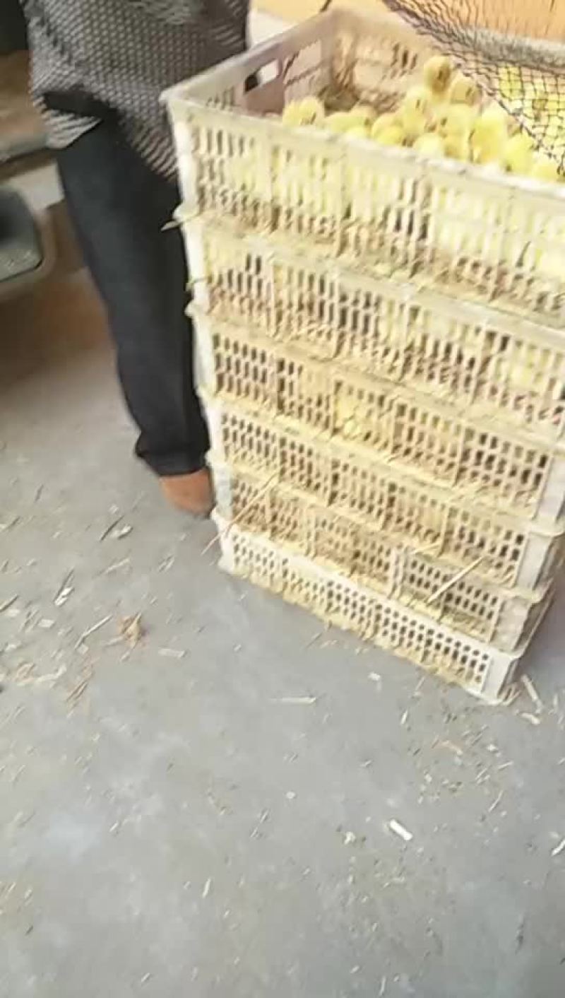 长年出售鹅苗，大三花三花杂太州皖蒲四季白鹅
