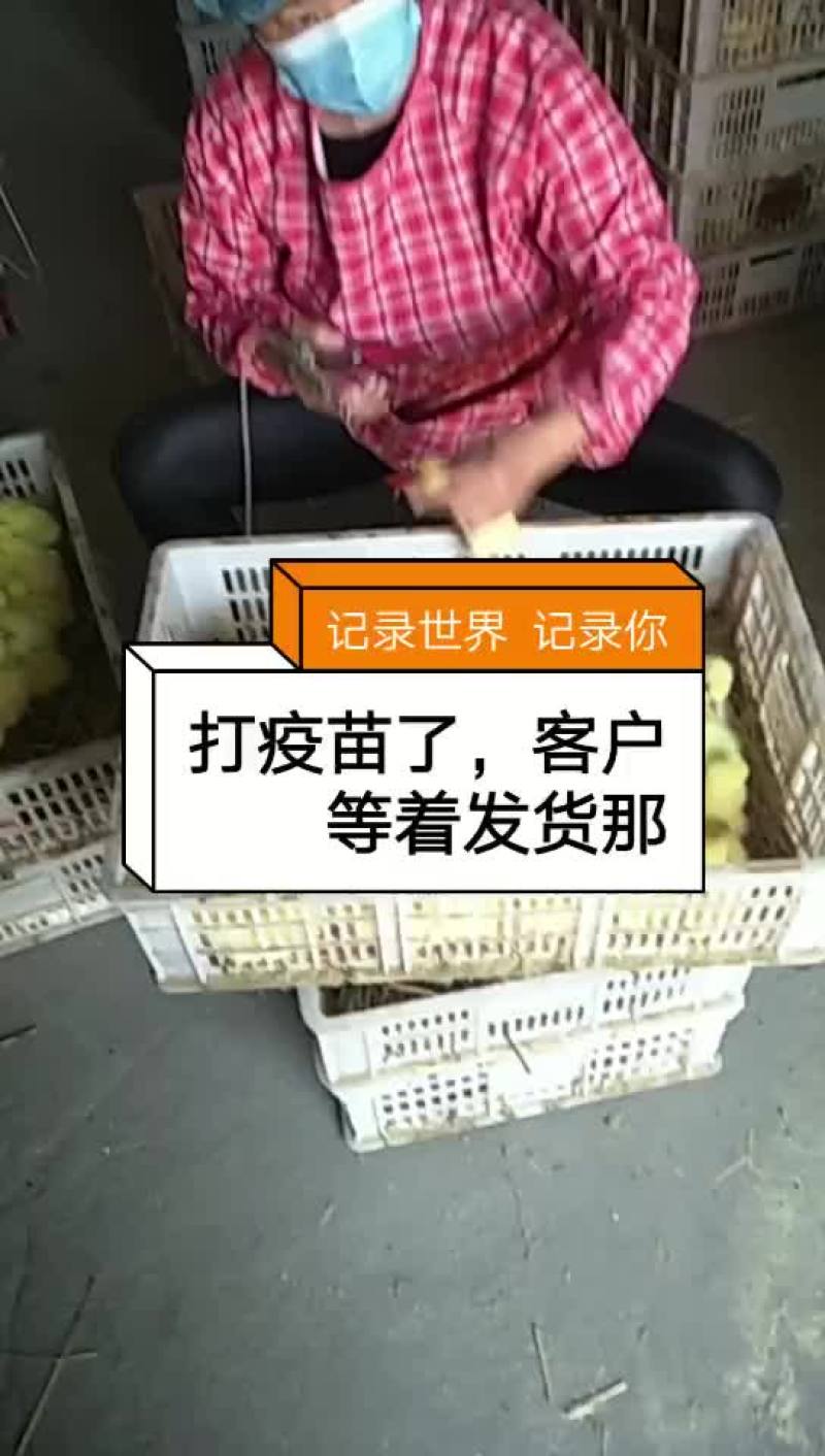 长年出售鹅苗，大三花三花杂太州皖蒲四季白鹅