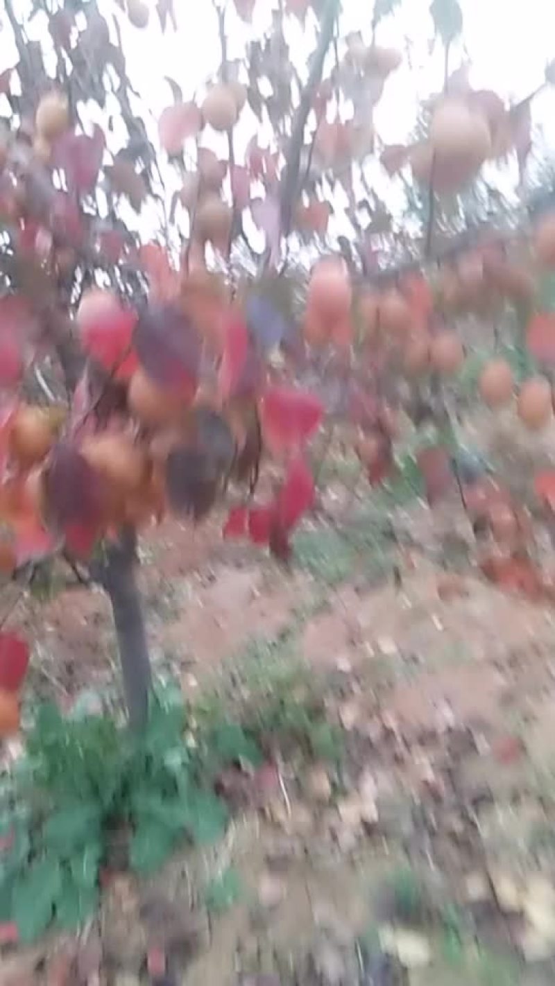 我家有五十亩沙梨王批发`
