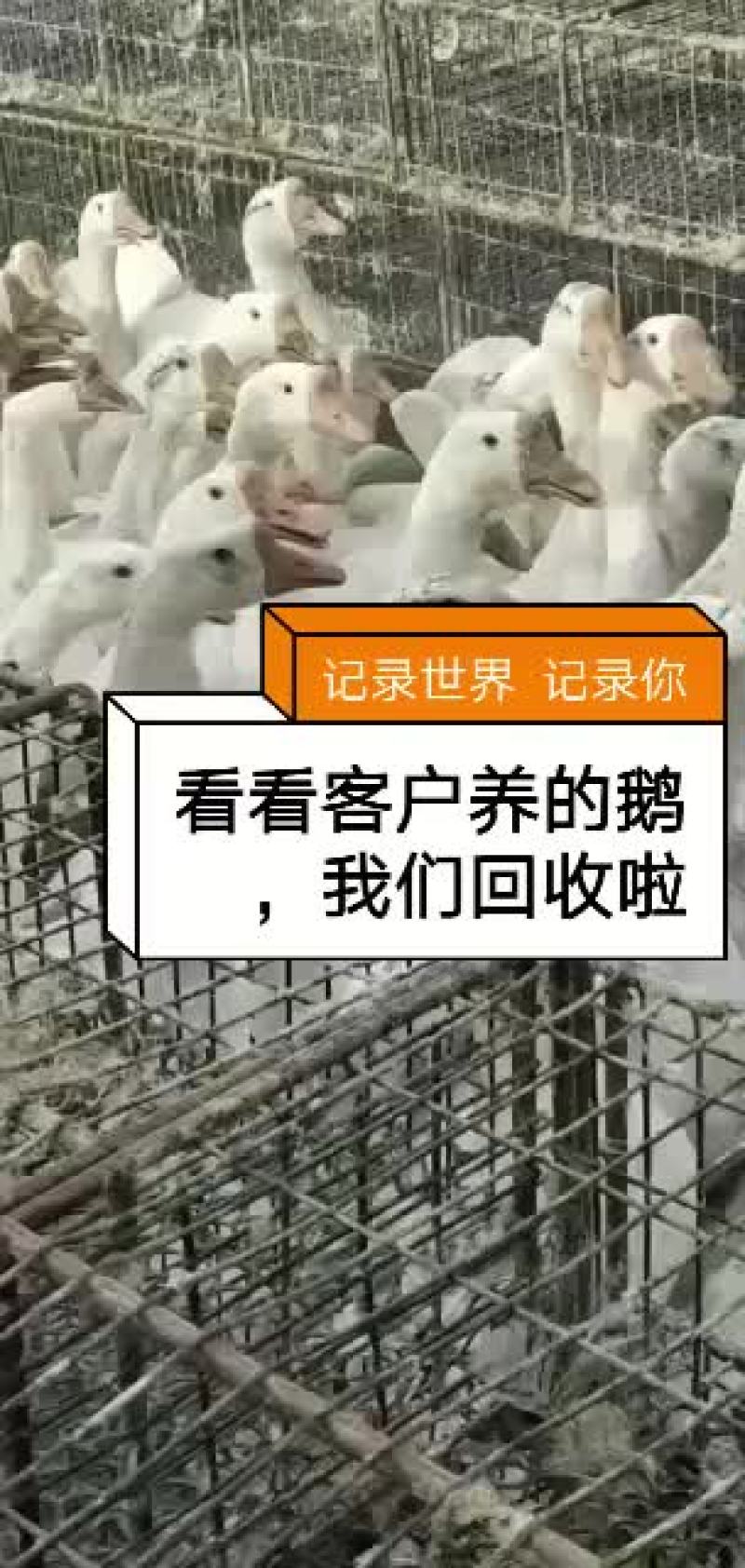 长年出售鹅苗，大三花三花杂太州皖蒲四季白鹅