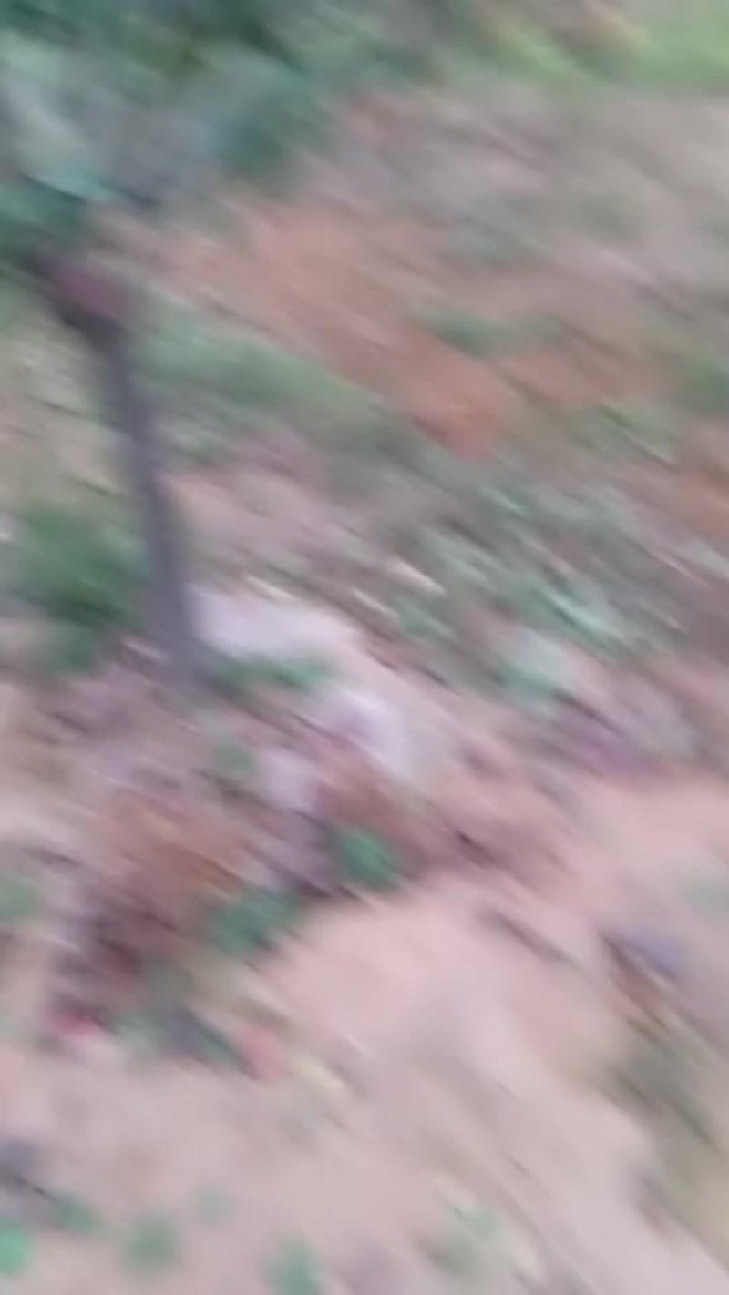 我家有五十亩沙梨王批发`