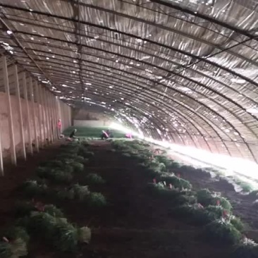 大叶韭菜大量外销中，每天出货量15000斤左右。