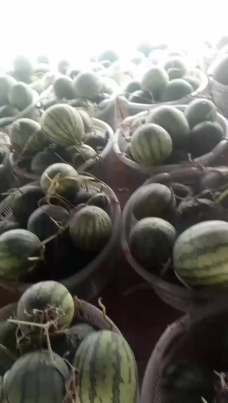 西瓜