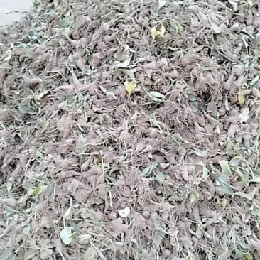改良白术牙子