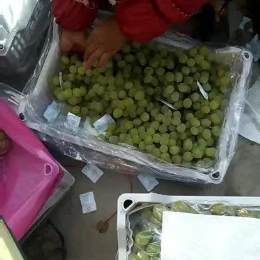 泽山一号（白玫瑰）出库