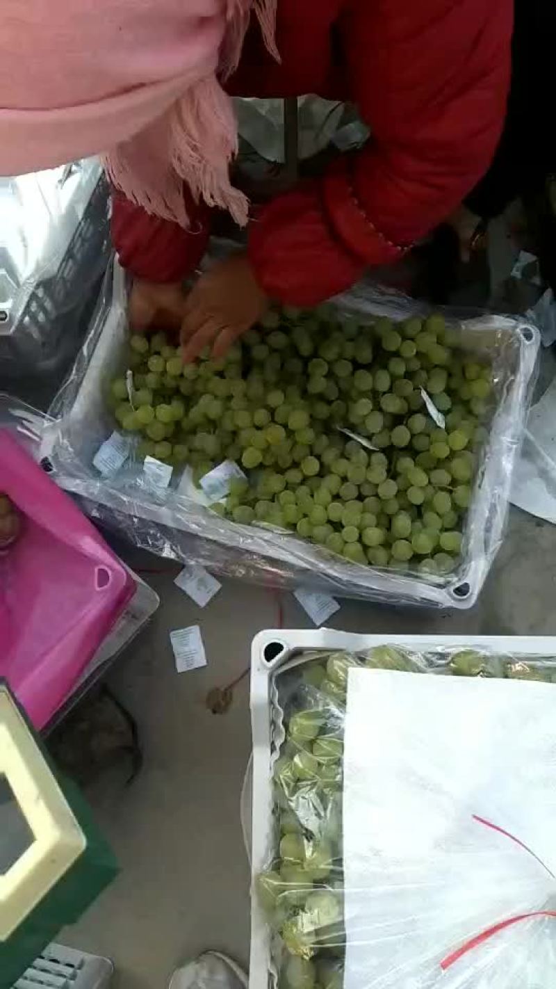 泽山一号（白玫瑰）出库