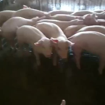 母猪大量供应包健康包邮到家包成活