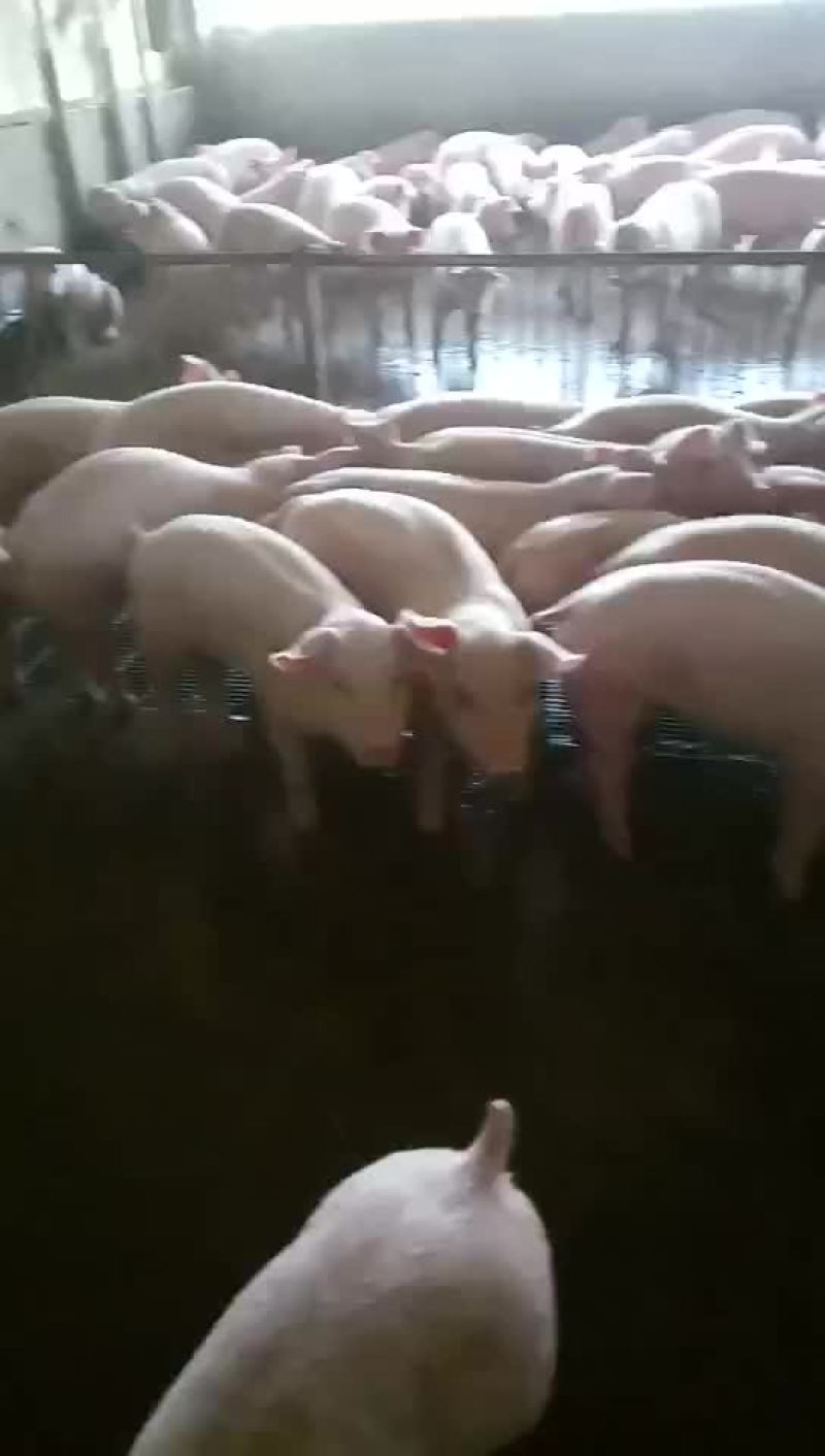 母猪大量供应包健康包邮到家包成活