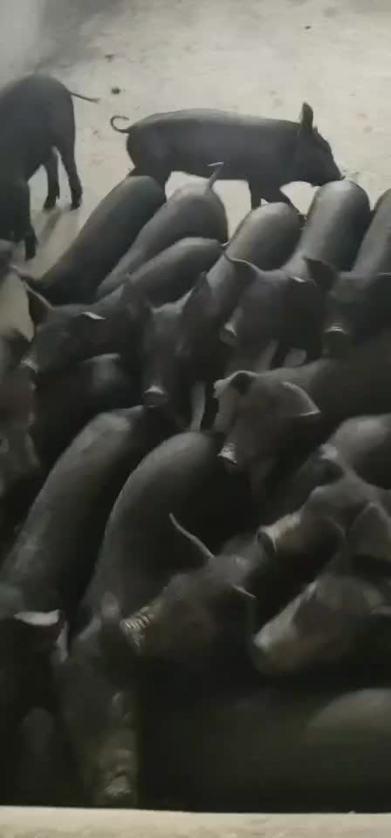 母猪大量供应包健康包邮到家包成活