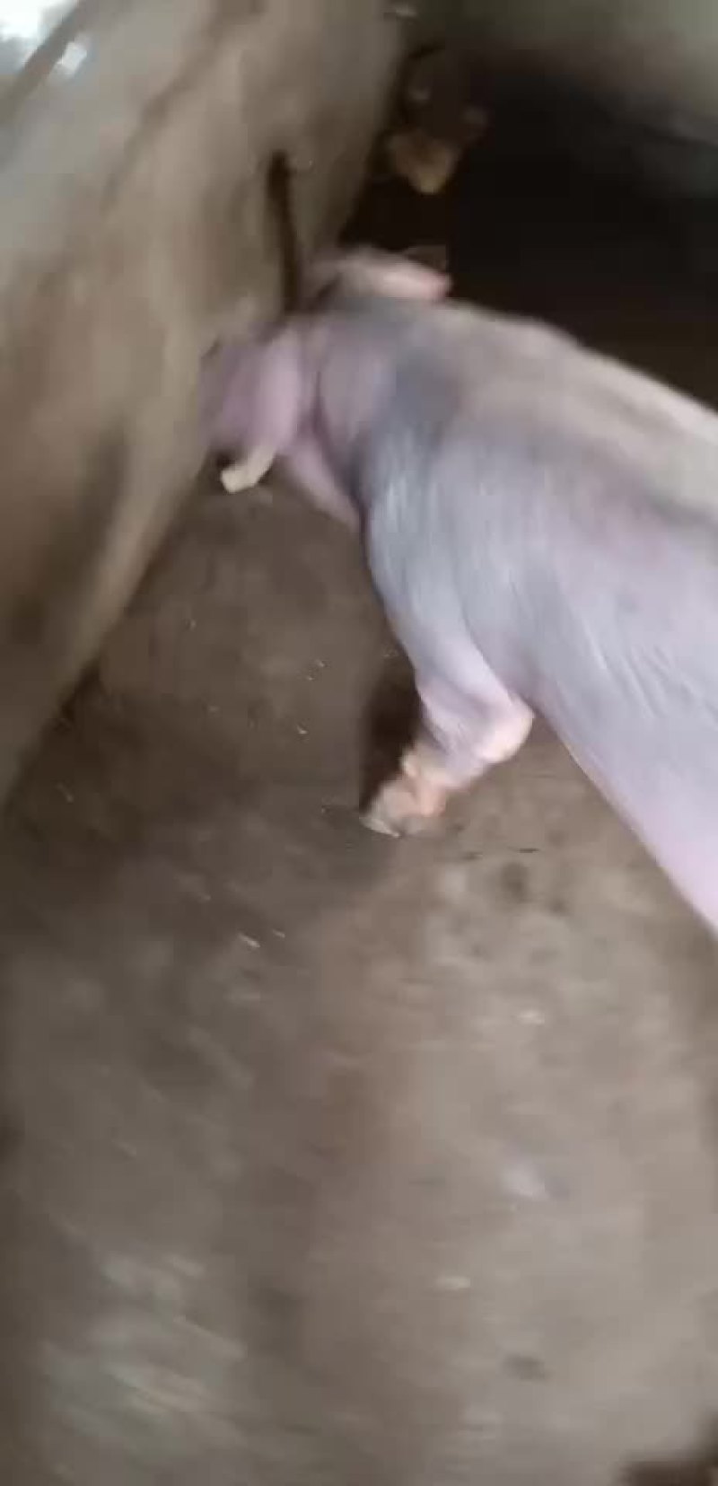 母猪大量供应包健康包邮到家包成活