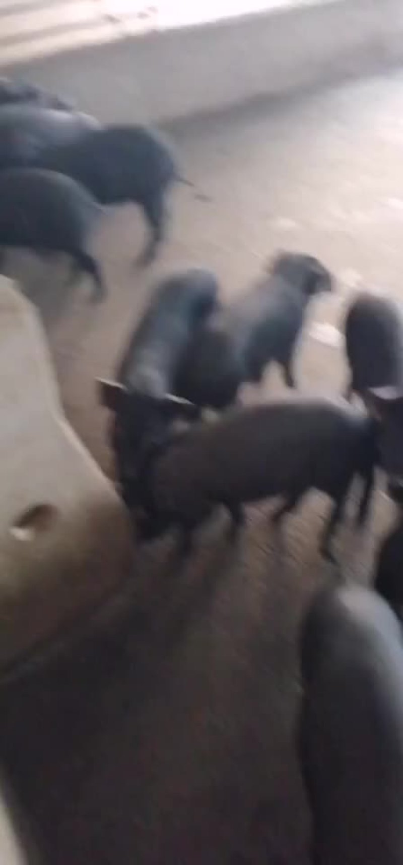 母猪大量供应包健康包邮到家包成活