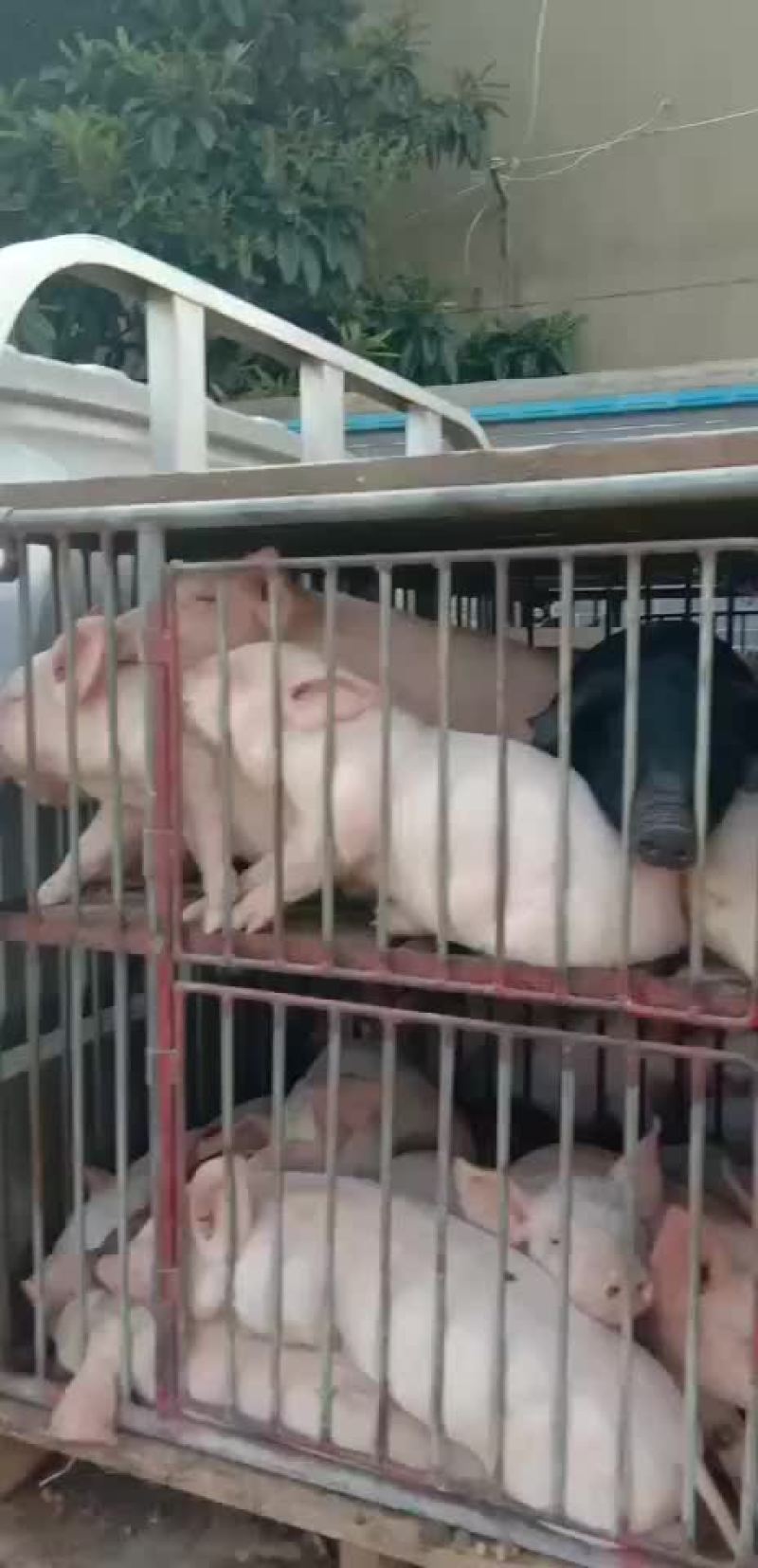 母猪大量供应包健康包邮到家包成活