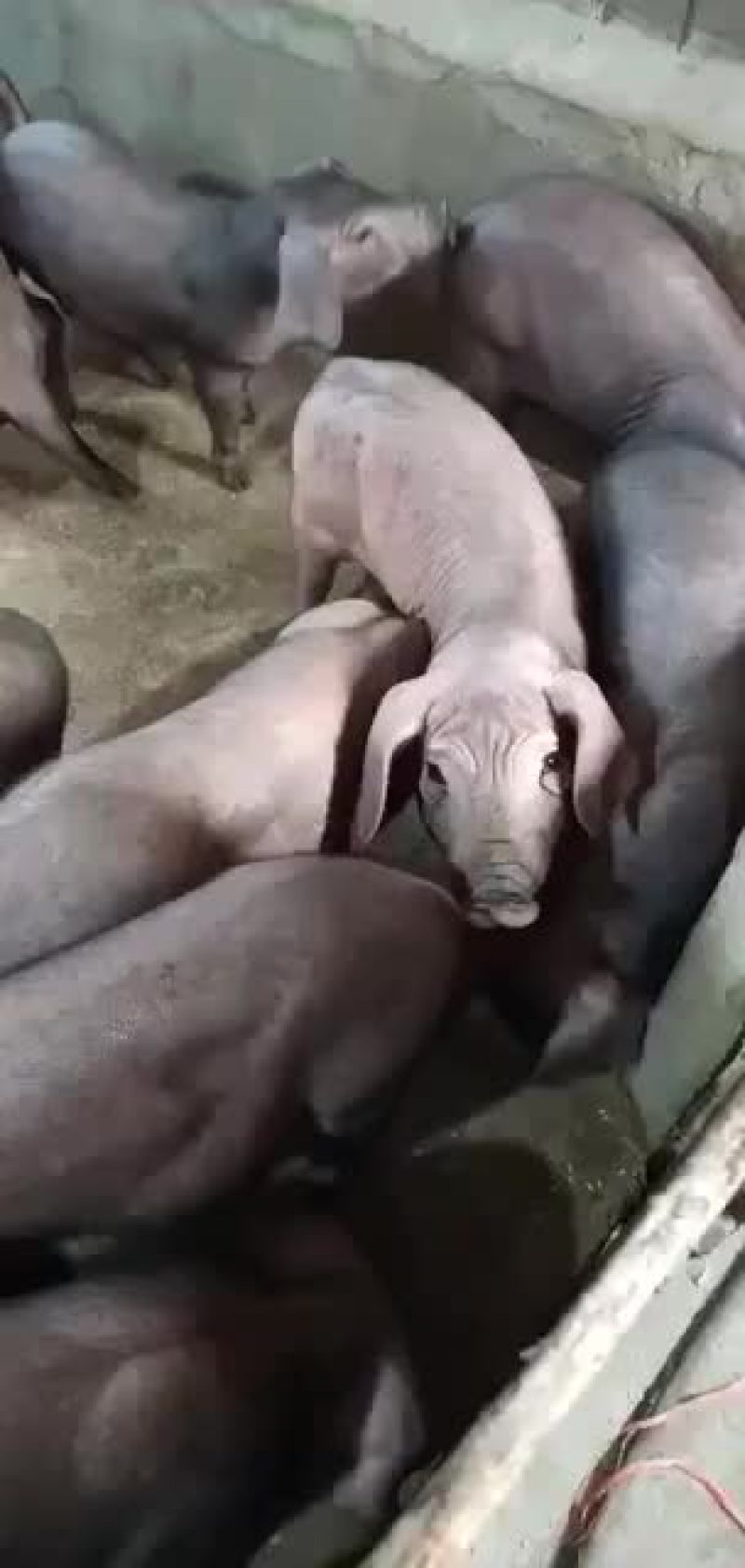 母猪大量供应包健康包邮到家包成活