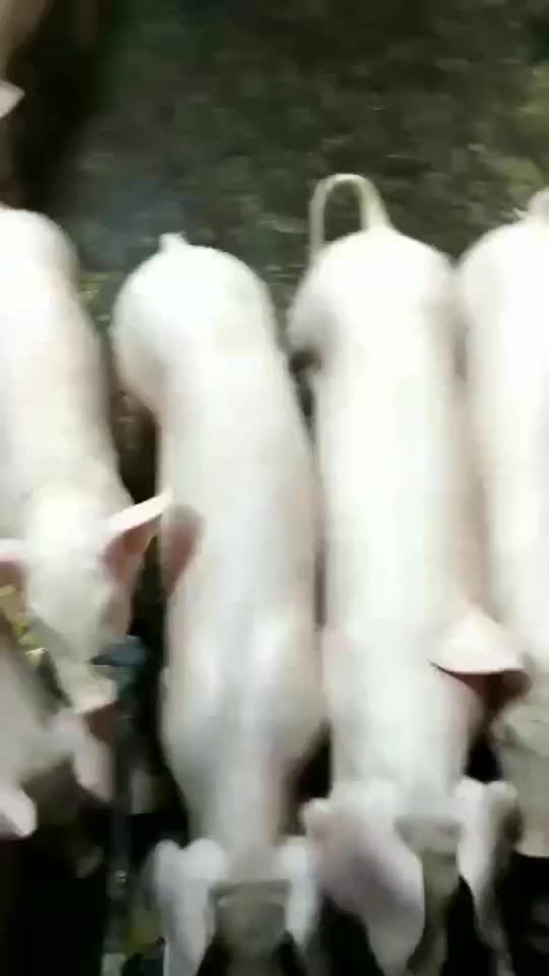 母猪大量供应包健康包邮到家包成活