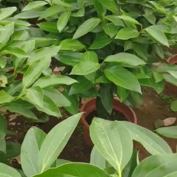 平安树