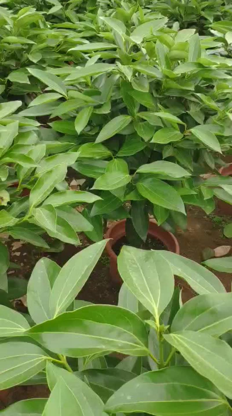 平安树
