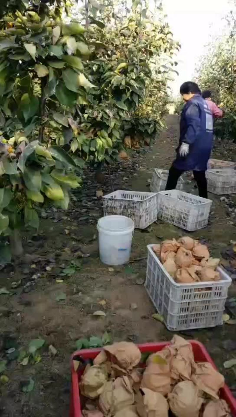 晚秋黄梨