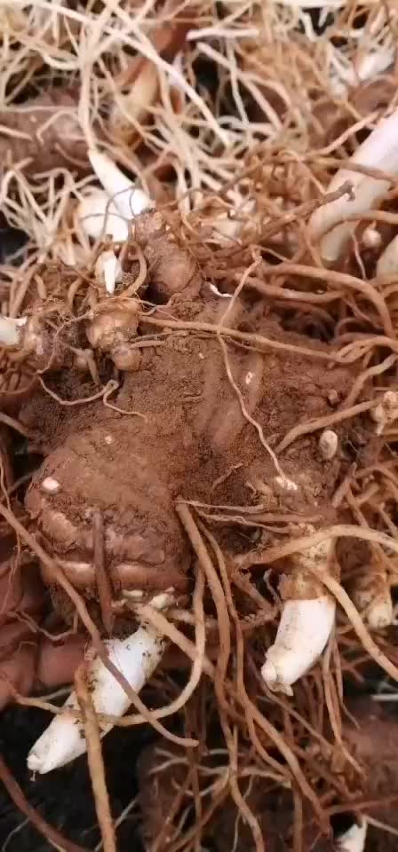 重楼