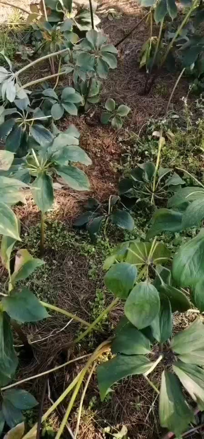 重楼