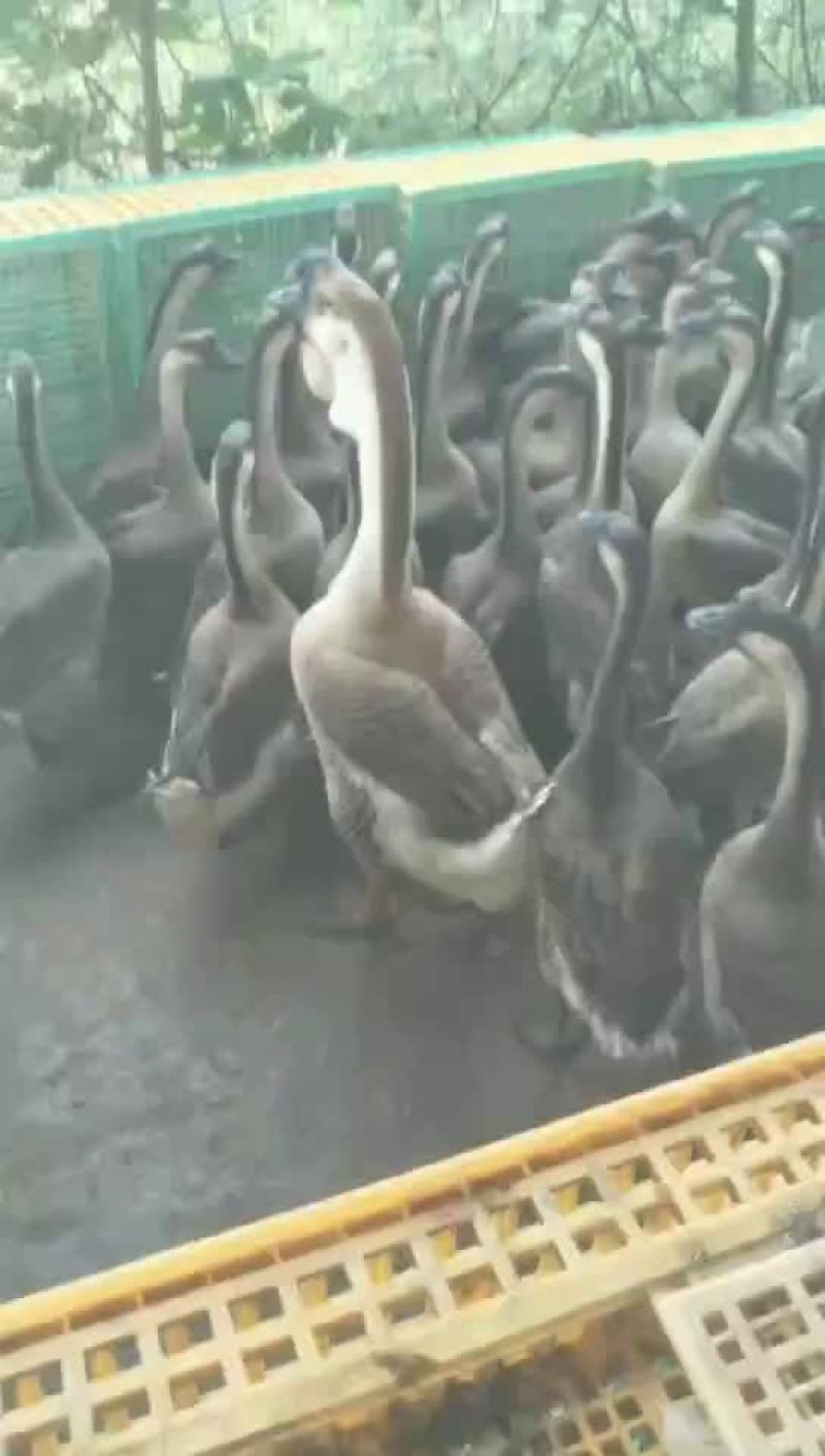 大鹅