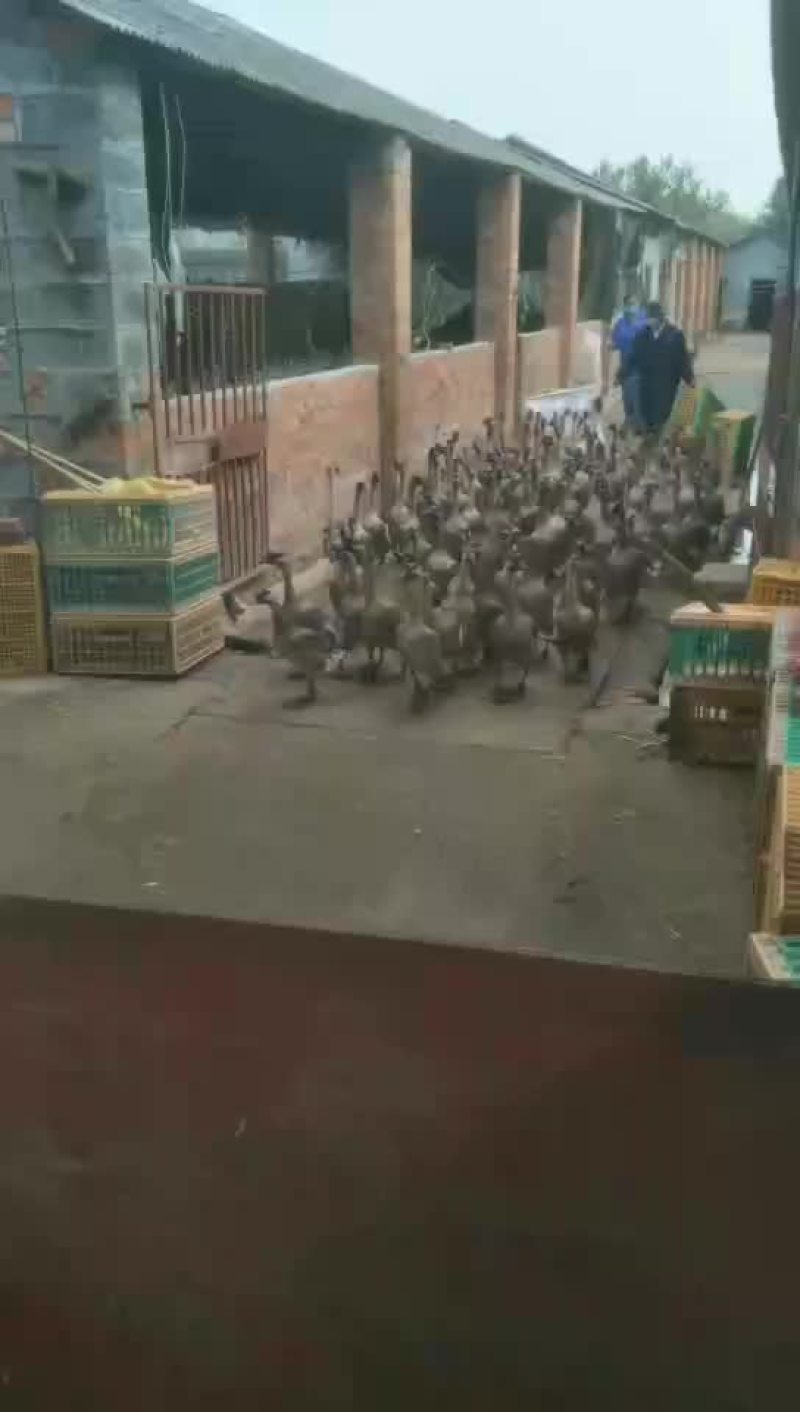 大鹅