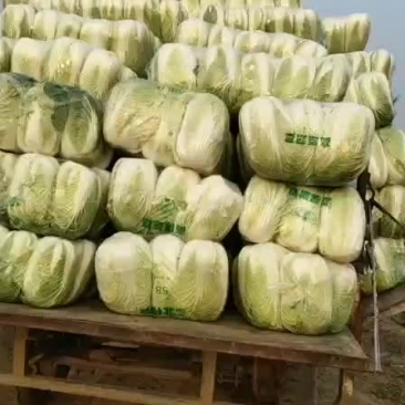 ，秋喜白菜，阳春三月！大量上市
