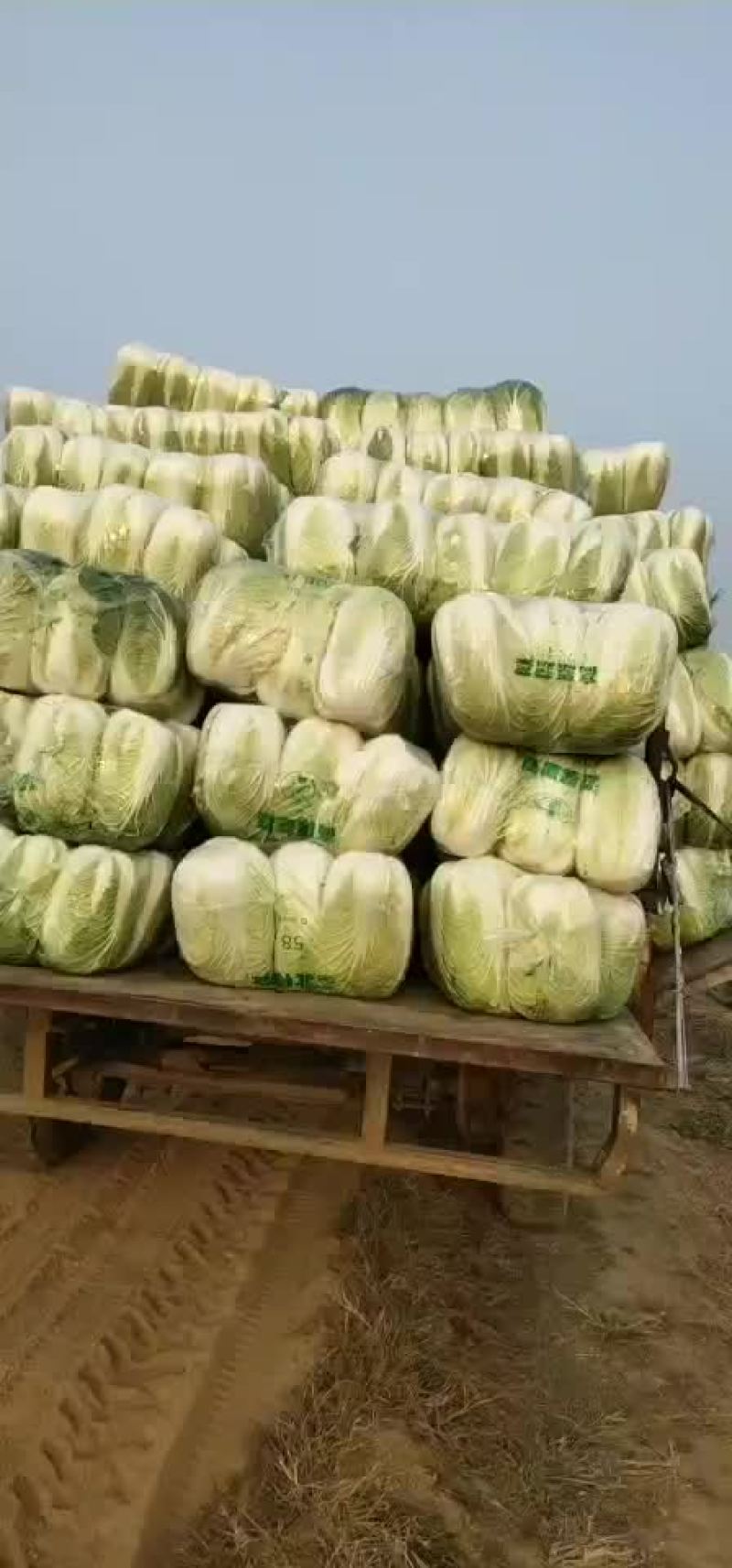 ，秋喜白菜，阳春三月！大量上市