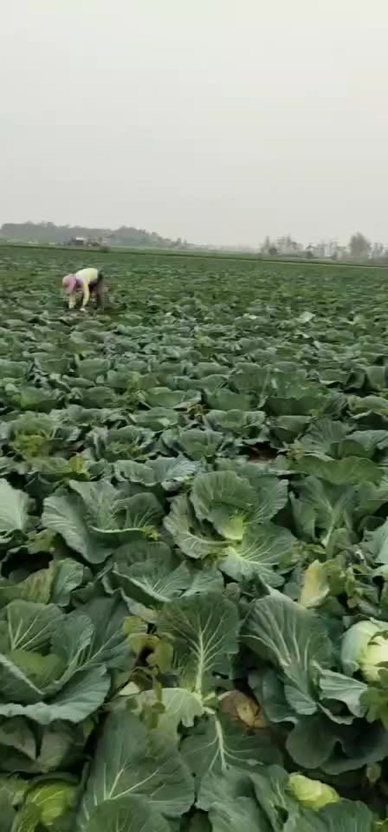 潜江大白菜，黄心白菜，现摘现发，品质保证