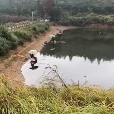 水产花鲢苗
