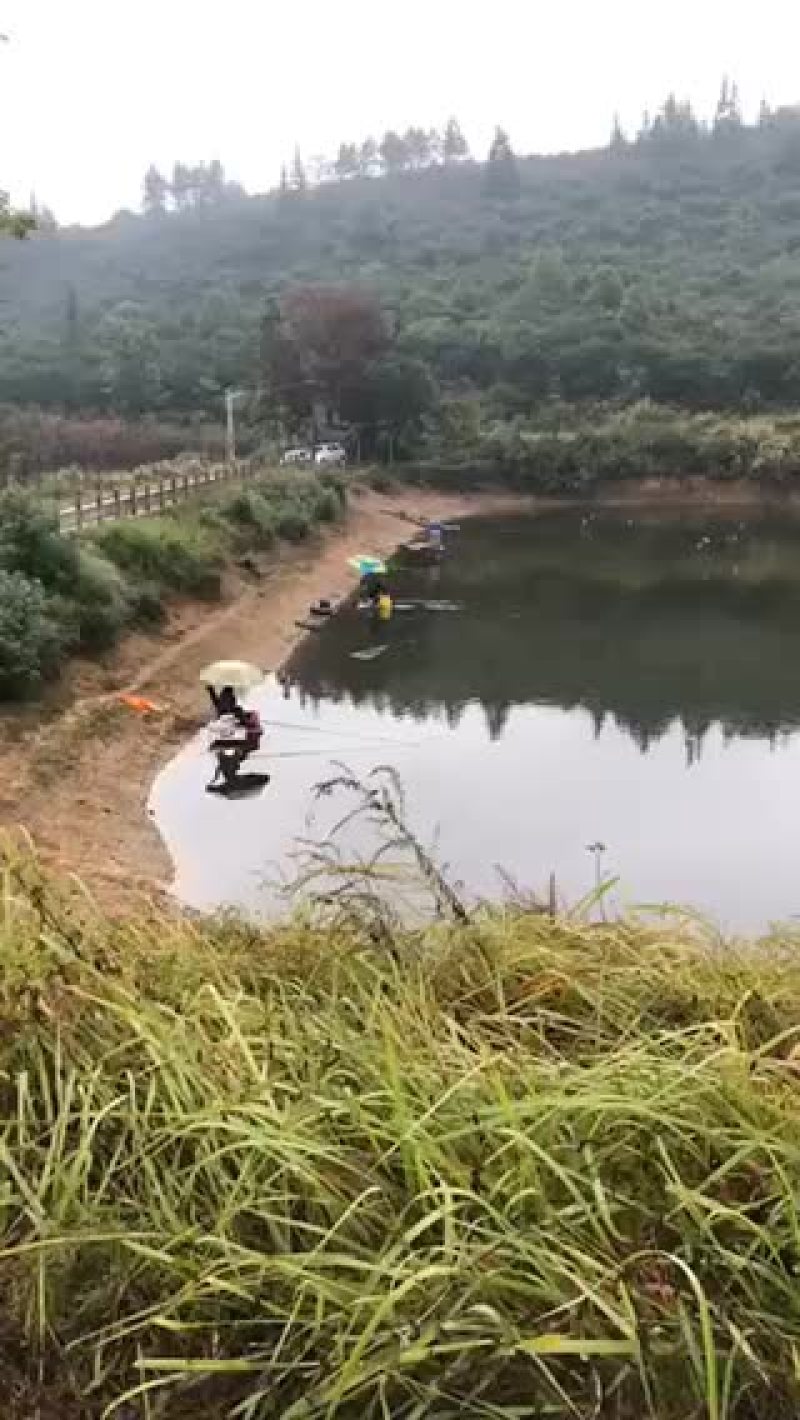 水产花鲢苗