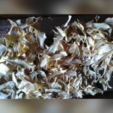 老人头干片，
