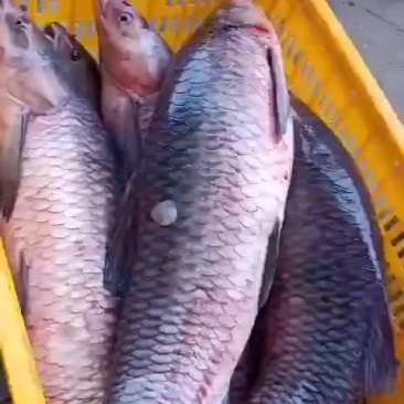 鱼