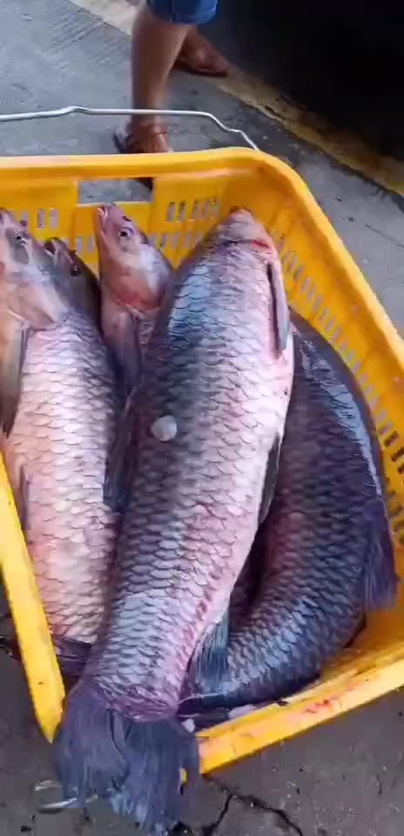 鱼