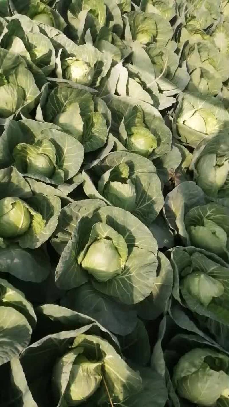 精品8398大头菜