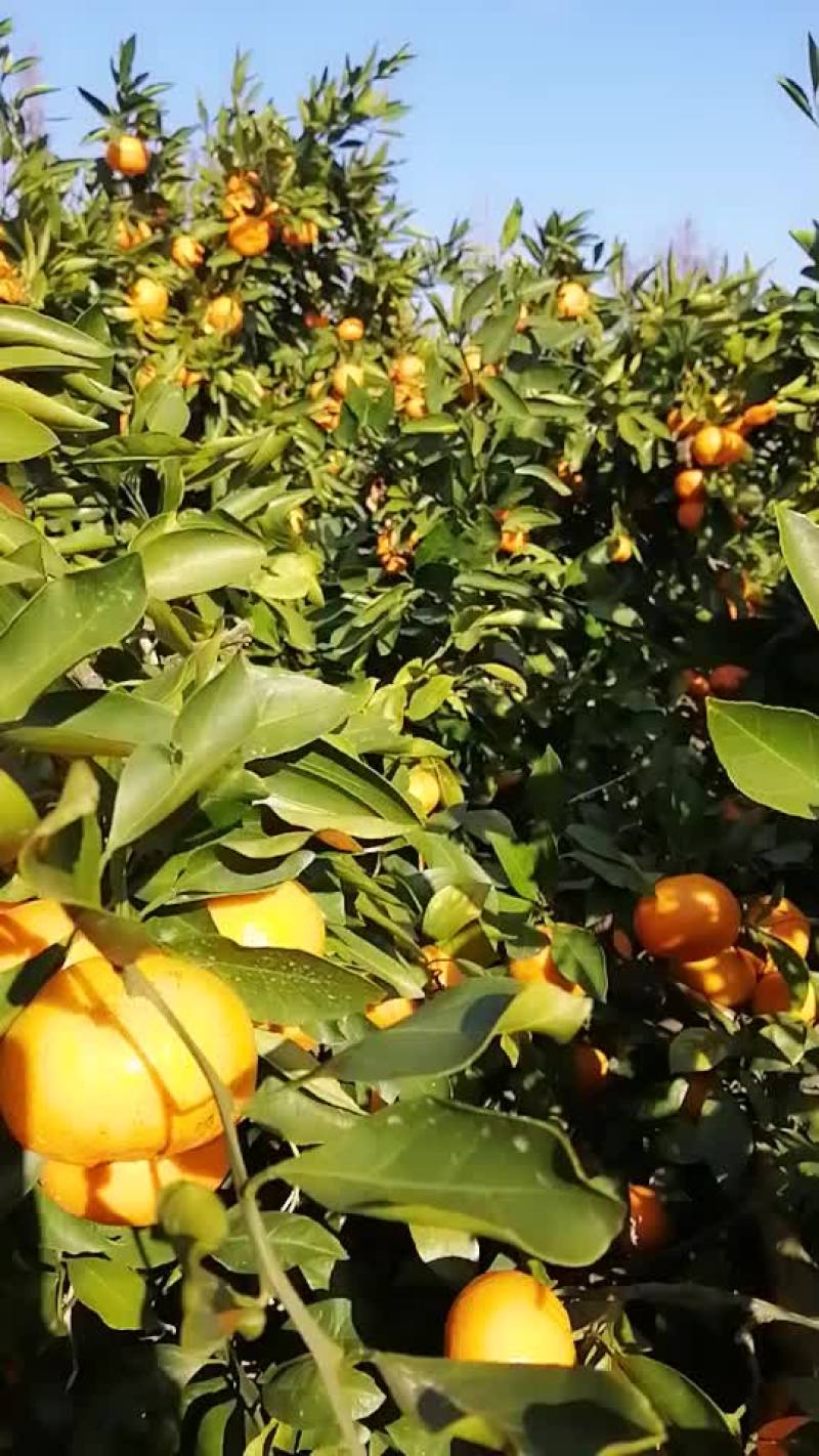 蜜桔