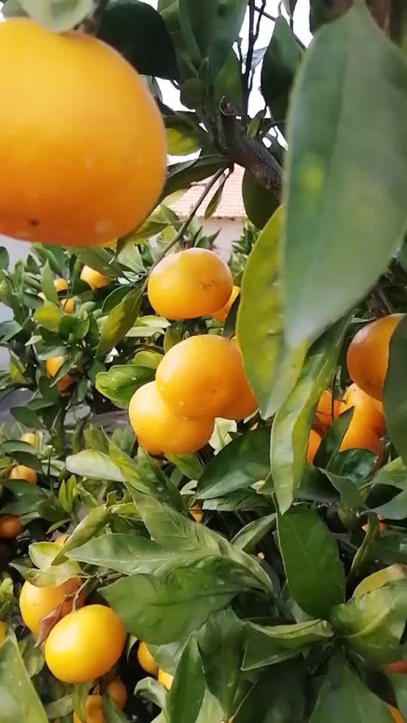 蜜桔