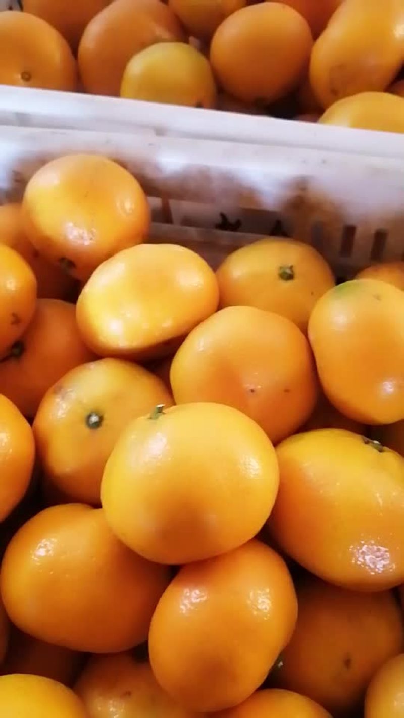 蜜桔
