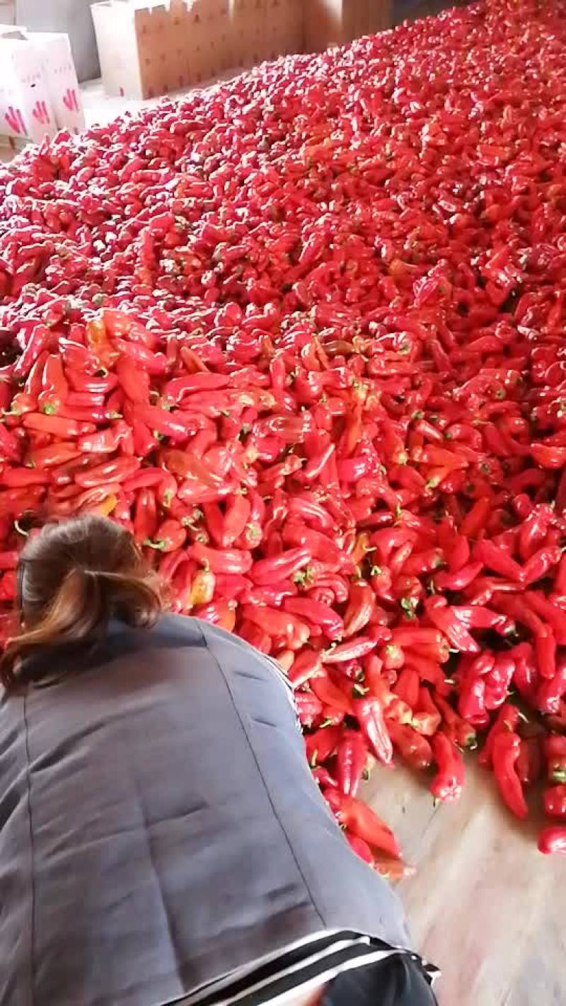 鲜辣椒
