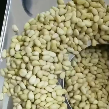 松仁