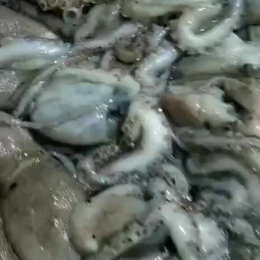 八爪鱼
